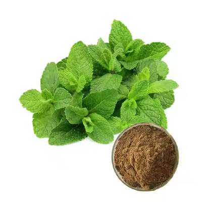 Ingrediente medicinal Extracto de planta de hortelã-pimenta Mentha sabor natural CAS NO 90063-97-1