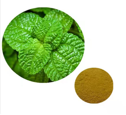 Ingrediente medicinal Extracto de planta de hortelã-pimenta Mentha sabor natural CAS NO 90063-97-1
