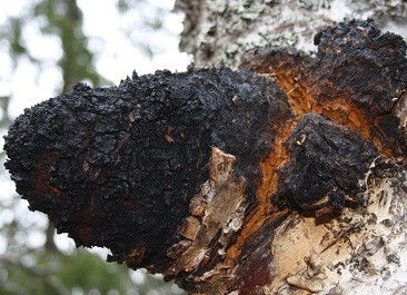 10% a 50% de polissacarídeos naturais Extracto de Chaga Extracto em pó CAS 84650-60-9