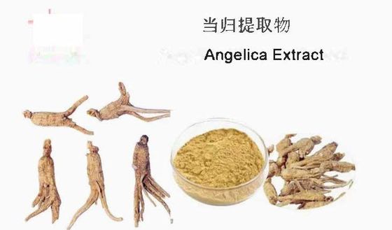 Extracto de Medicina Chinesa Matéria-Prima Extracto de Angélica CAS NO 84775-41-7 Saúde