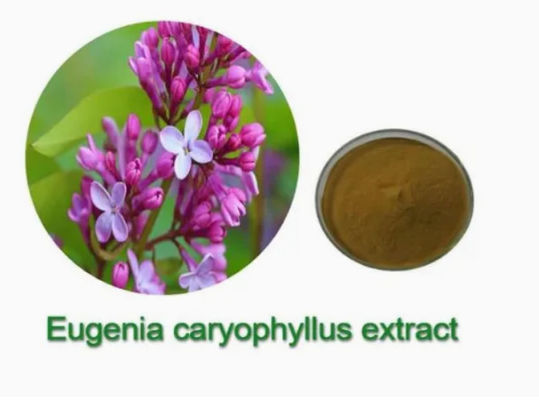 Eugenia Caryophyllus Extract CAS NO 84961-50-2 Produtos de saúde nutricional
