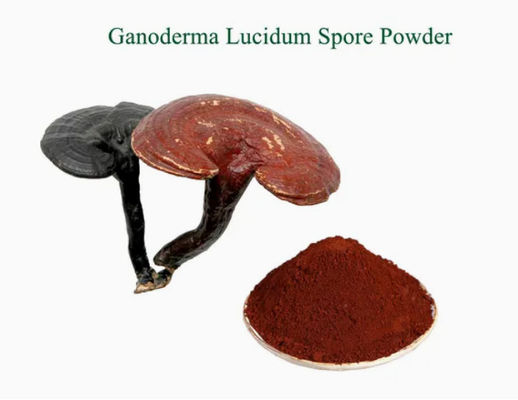 Herbal Medicine Ganoderma Lucidum Spore Powder CAS NO 223751-82-4 Orgânico natural