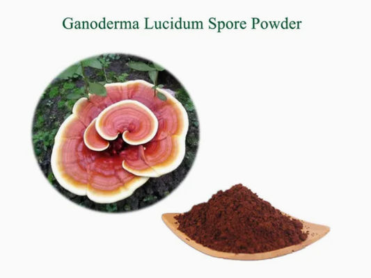 Herbal Medicine Ganoderma Lucidum Spore Powder CAS NO 223751-82-4 Orgânico natural