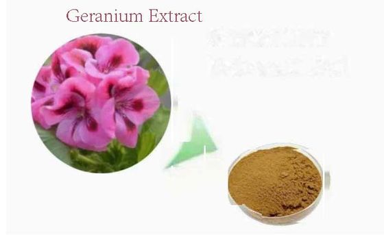 Extracto de gerânio em pó, de qualidade alimentar, orgânico CAS NO 8000-46-2 Pelargonium Hortorum