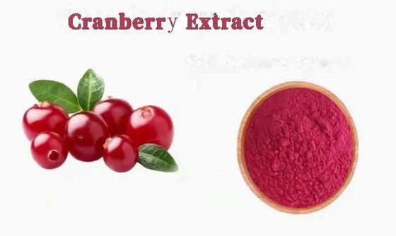 Extractos de Cranberry puros naturais frescos CAS NO 84929-27-1 Pólo 25% de antocianidina