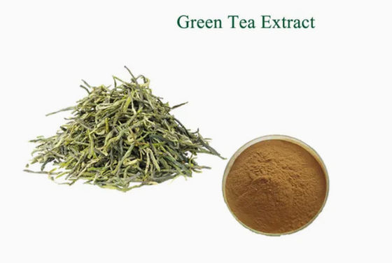 Extracto de chá verde de qualidade alimentar, de origem vegetal, n.o Cas 989-51-5 Camellia Sinensis o.ktze