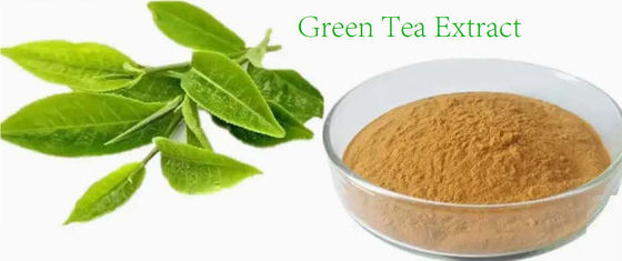 Extracto de chá verde de qualidade alimentar, de origem vegetal, n.o Cas 989-51-5 Camellia Sinensis o.ktze
