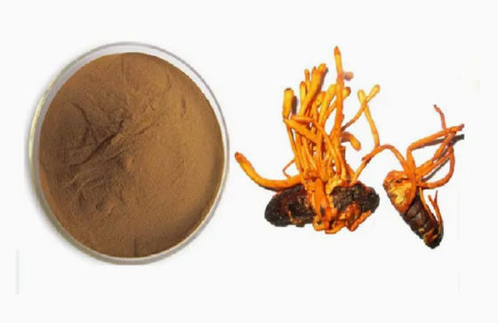 Cordyceps Militaris em pó orgânico enriquecido com selénio cAS NO 73-03-0 Cogumelo medicinal
