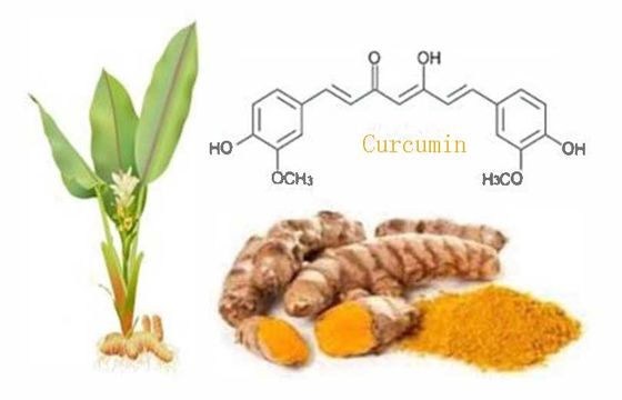 Extracto de raiz vegetal de cúrcuma, em pó, natural, orgânico, certificado CAS NO 458-37-7