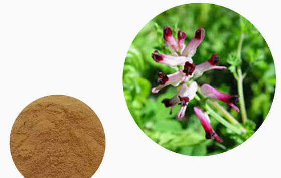 100% Extracto de Fumaria Natural CAS NO 10097-84-4 10% Taninos Extracto de Fumaria Officinalis