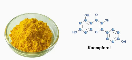 Suplemento de Saúde em Pó de Kaempferol Extrato de Galanga CAS 520-18-3 Puro Natural