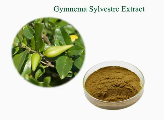 Extracto vegetal Gymnema Sylvestre Extract CAS NO 90045-47-9 Extracto de raiz ou de ervas em pó