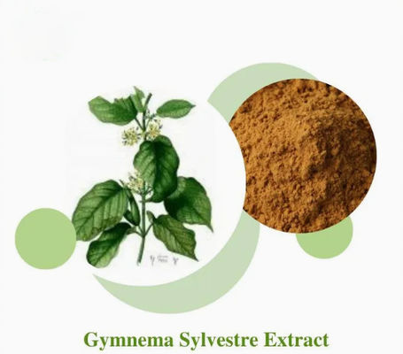 Extracto vegetal Gymnema Sylvestre Extract CAS NO 90045-47-9 Extracto de raiz ou de ervas em pó
