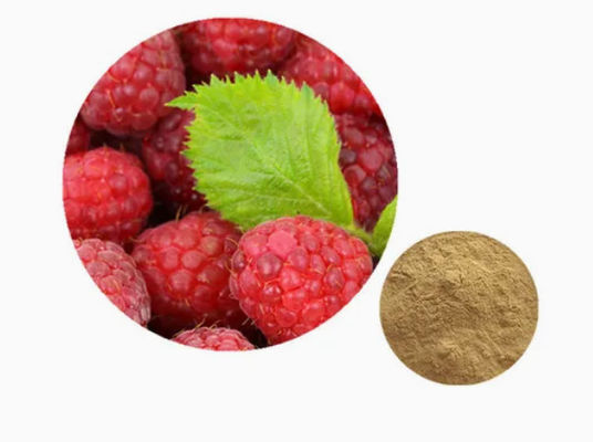 Extracto de framboesa natural 10/1 CAS NO 38963-94-9 Extracto puro em pó